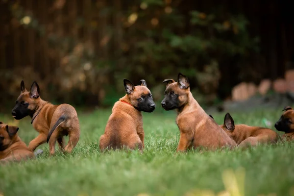 ベルギーの羊飼いマリノス子犬 犬の糞 犬の犬小屋だ 可愛いです子犬遊び屋外 — ストック写真