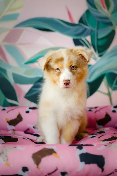 Hermoso Perrito Pastor Australiano Casa Lindo Cachorro Esponjoso Dentro Perro — Foto de Stock