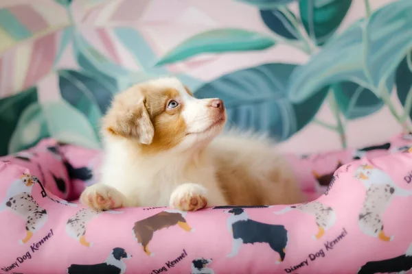 Anjing Gembala Australia Yang Cantik Rumah Anjing Berbulu Yang Lucu — Stok Foto