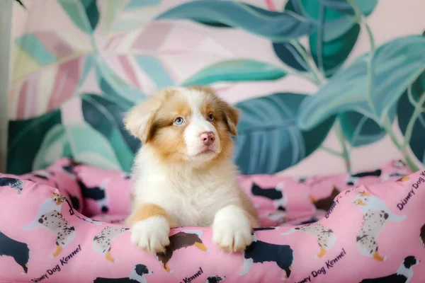 Hermoso Perrito Pastor Australiano Casa Lindo Cachorro Esponjoso Dentro Perro —  Fotos de Stock