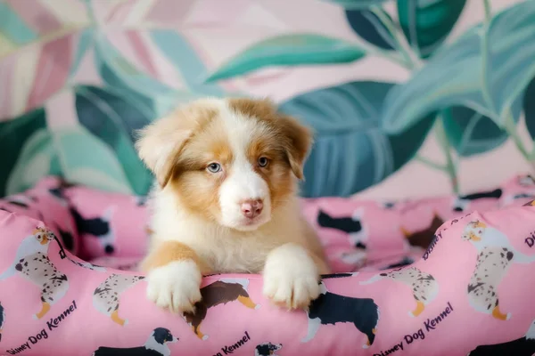 Anjing Gembala Australia Yang Cantik Rumah Anjing Berbulu Yang Lucu — Stok Foto