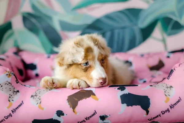 Güzel Avustralya Çoban Köpeği Evde Şirin Pofuduk Bir Köpek Yavrusu — Stok fotoğraf