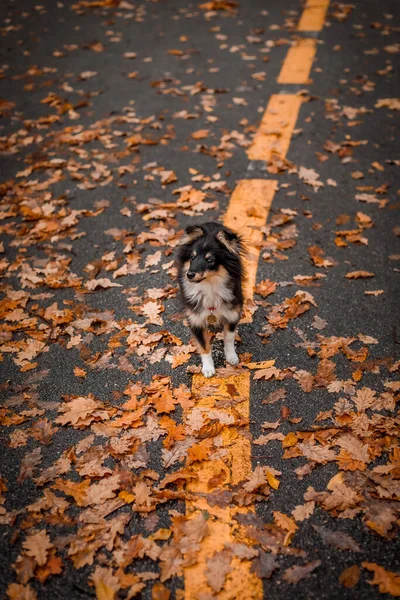 Dog Sits Ground Autumn Leaves — Stock Photo, Image