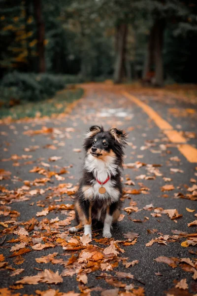 Seekor Anjing Duduk Tanah Daun Musim Gugur — Stok Foto