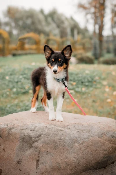 Een Hond Zit Grond Herfstbladeren — Stockfoto