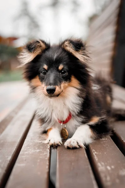 Cão Com Uma Coleira Vermelha Senta Banco Madeira — Fotografia de Stock