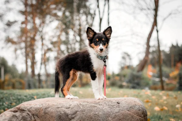 Pies Siedzi Ziemi Jesiennych Liściach — Zdjęcie stockowe