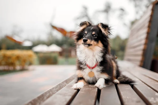 赤い襟の犬が木のベンチに座っている — ストック写真
