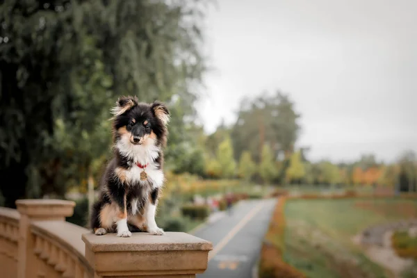 Собака Красным Воротником Сидит Деревянной Скамейке — стоковое фото