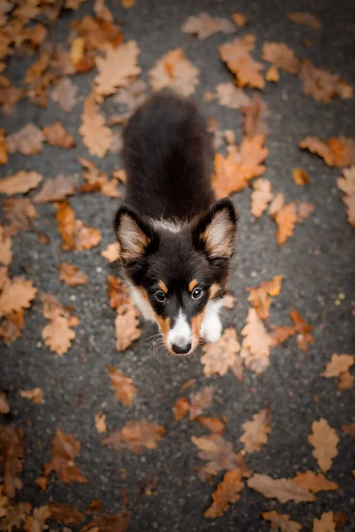 Собака Сидит Земле Осенних Листьях — стоковое фото