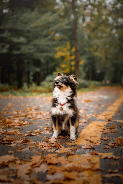 Собака Сидит Земле Осенних Листьях — стоковое фото