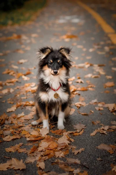 Pies Siedzi Ziemi Jesiennych Liściach — Zdjęcie stockowe