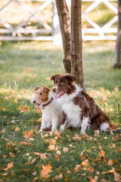 Canlı renklerde lalelerle dolu renkli bir tarlada sevimli bir Fransız bulldog 'u giydirilmiş köpek kıyafetleri.