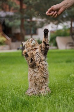 Bir evin önündeki çimlerde bir kedi.