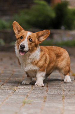Corgi köpeği gülümsüyor ve kameraya bakıyor.