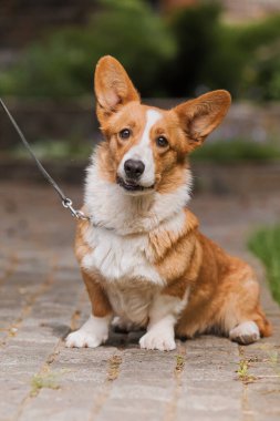 Corgi köpeği gülümsüyor ve kameraya bakıyor.