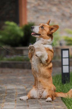 Corgi köpeği gülümsüyor ve kameraya bakıyor.