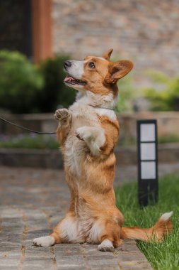 Corgi köpeği gülümsüyor ve kameraya bakıyor.