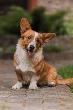 Corgi köpeği gülümsüyor ve kameraya bakıyor.