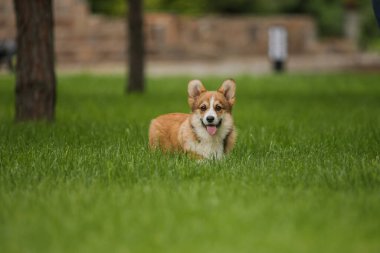 Corgi köpeği gülümsüyor ve kameraya bakıyor.