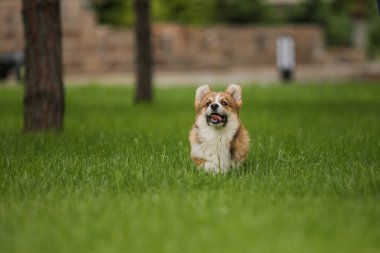 Corgi köpeği gülümsüyor ve kameraya bakıyor.