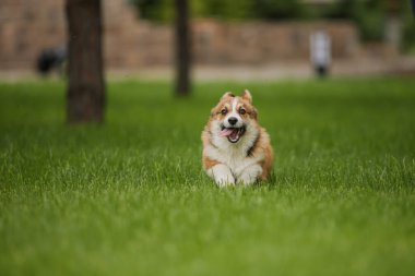 Corgi köpeği gülümsüyor ve kameraya bakıyor.