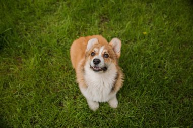 Corgi köpeği gülümsüyor ve kameraya bakıyor.