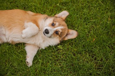 Corgi köpeği gülümsüyor ve kameraya bakıyor.