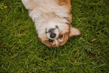 Corgi köpeği gülümsüyor ve kameraya bakıyor.