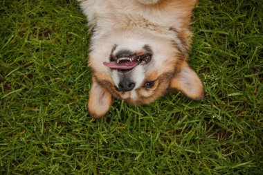 Corgi köpeği gülümsüyor ve kameraya bakıyor.