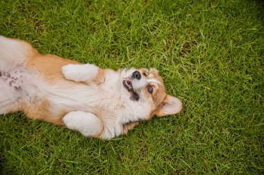 Corgi köpeği gülümsüyor ve kameraya bakıyor.