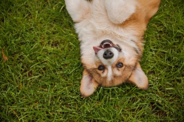 Corgi köpeği gülümsüyor ve kameraya bakıyor.