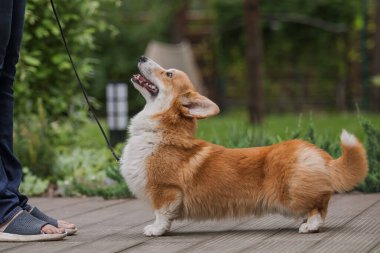 Corgi köpeği gülümsüyor ve kameraya bakıyor.