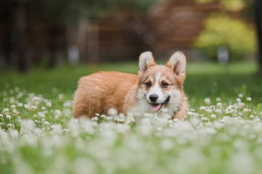 Çiçek tarlasında koşan Corgi yavru köpeği.