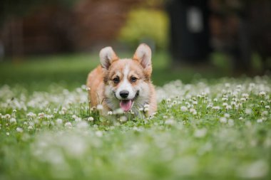 Çiçek tarlasında koşan Corgi yavru köpeği.