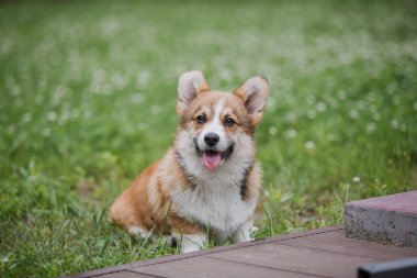 Çiçek tarlasında koşan Corgi yavru köpeği.