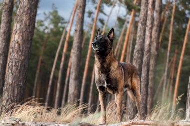 Malinois köpeği bulutlu bir gökyüzünün önündeki ormanda duruyor..