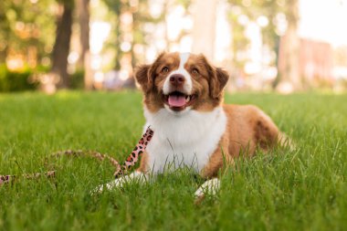 Parktaki çimlerin üzerinde minyatür Amerikan çoban köpeği