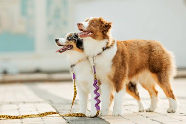 Miniature American Shepherd dog portrait. Dog photo. Blue eyes dog. Domestic animal on the walk