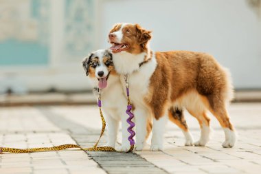 Miniature American Shepherd dog portrait. Dog photo. Blue eyes dog. Domestic animal on the walk