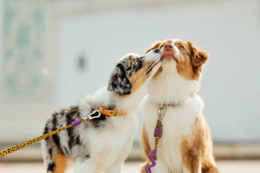 Miniature American Shepherd dog portrait. Dog photo. Blue eyes dog. Domestic animal on the walk