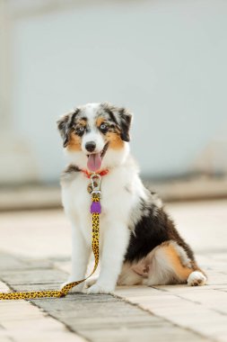 Miniature American Shepherd dog portrait. Dog photo. Blue eyes dog. Domestic animal on the walk