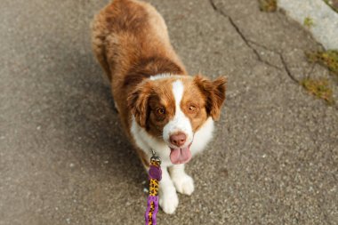 Miniature American Shepherd dog portrait. Dog photo. Blue eyes dog. Domestic animal on the walk