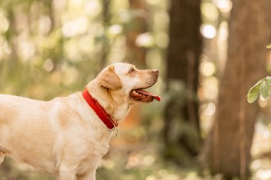 Ormanda sarı bir laboratuvar köpeği.