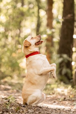 Ormanda sarı bir laboratuvar köpeği.