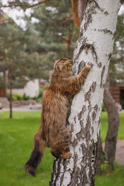 Katt Klättrar Ett Träd Med — Stockfoto
