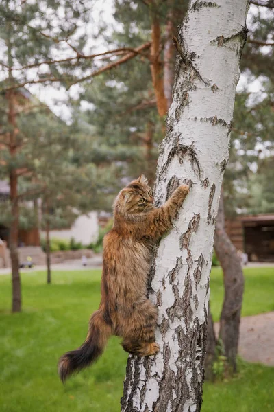 一只猫爬上一棵树 — 图库照片