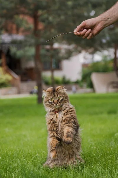 Eine Katze Gras Vor Einem Haus — Stockfoto