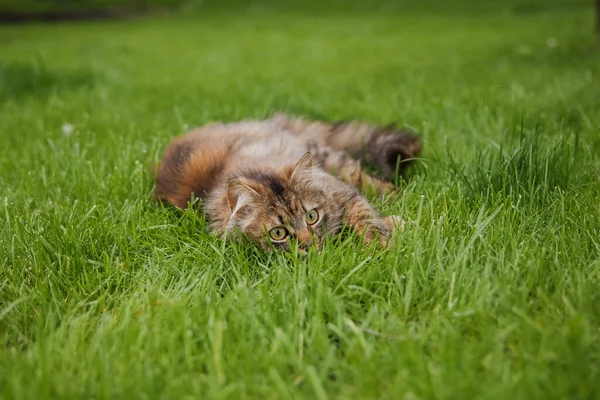 一只猫在房子前面的草地上 — 图库照片