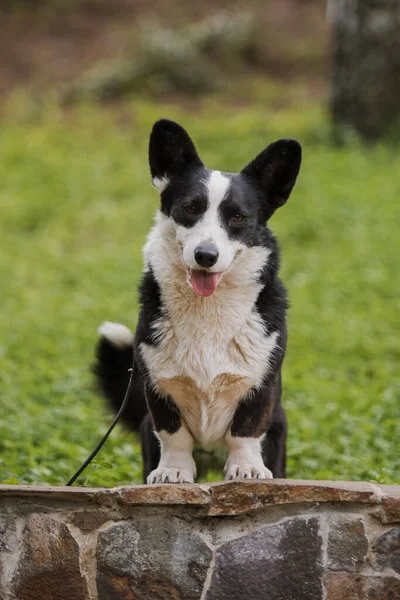 stock image Corgi dog smiling and looking at the camera